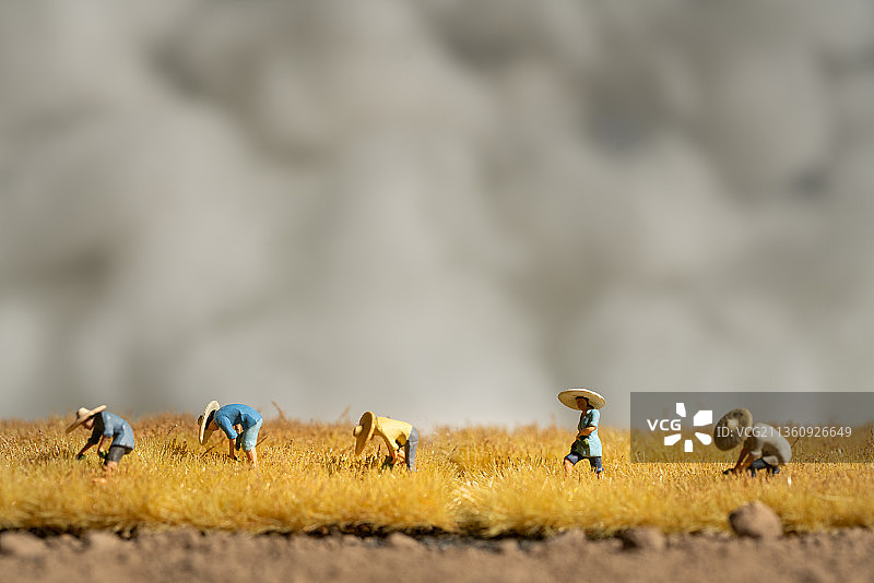 阳光下的麦田图片素材