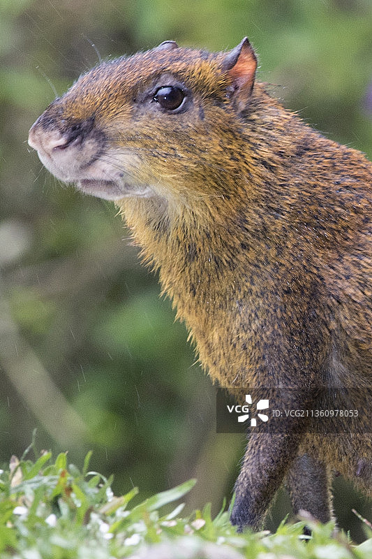 刺豚鼠特写镜头图片素材