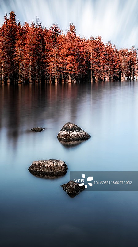 止马岭的水杉图片素材