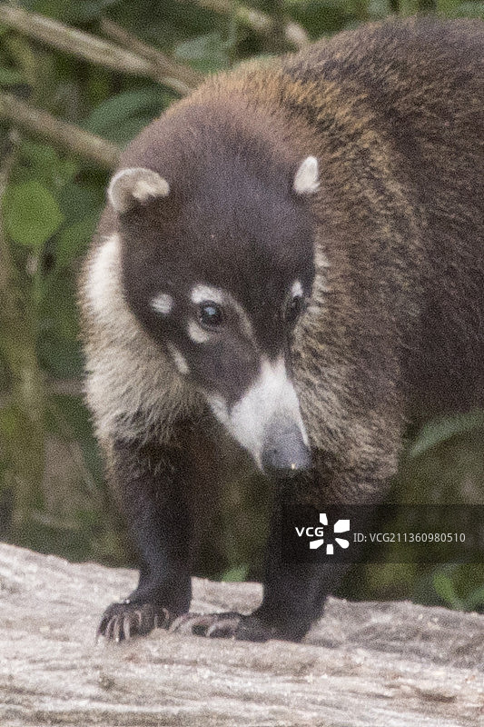 白鼻浣熊特写图片素材