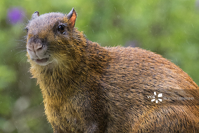 刺豚鼠特写镜头图片素材