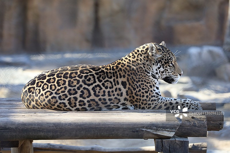 动物园里的豹子侧面视角特写镜头图片素材