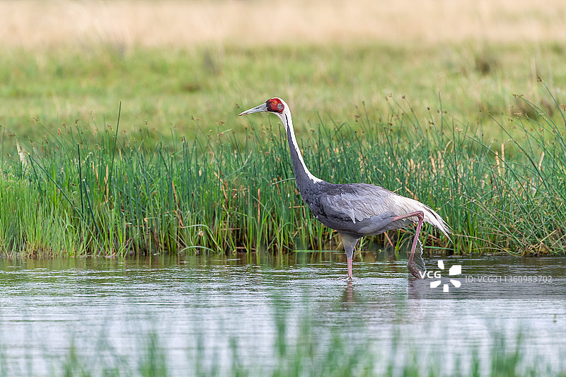 白枕鹤图片素材