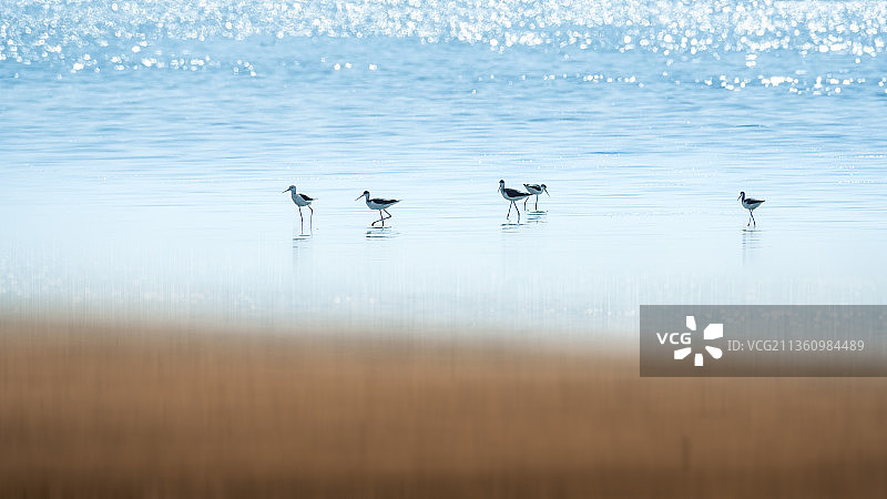 浅滩里的长脚鹬图片素材