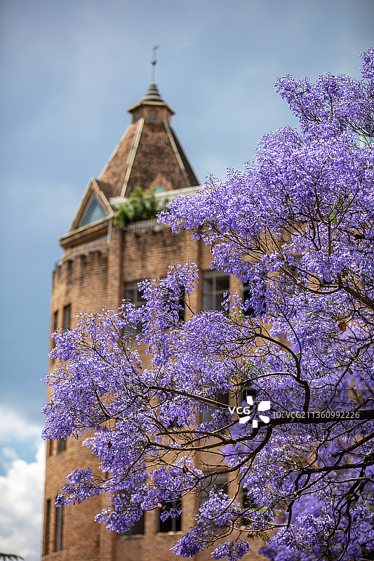 云南省昆明市校场中路蓝花楹图片素材