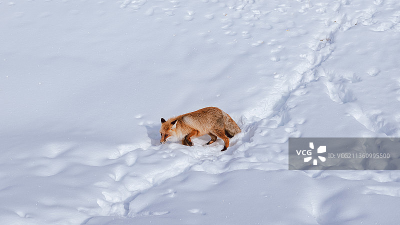 雪地里的狐狸图片素材