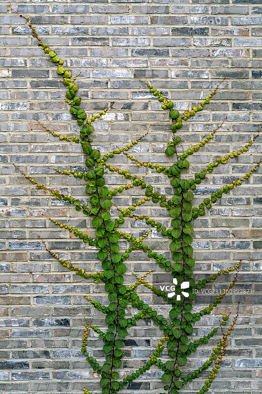 爬山虎图片素材