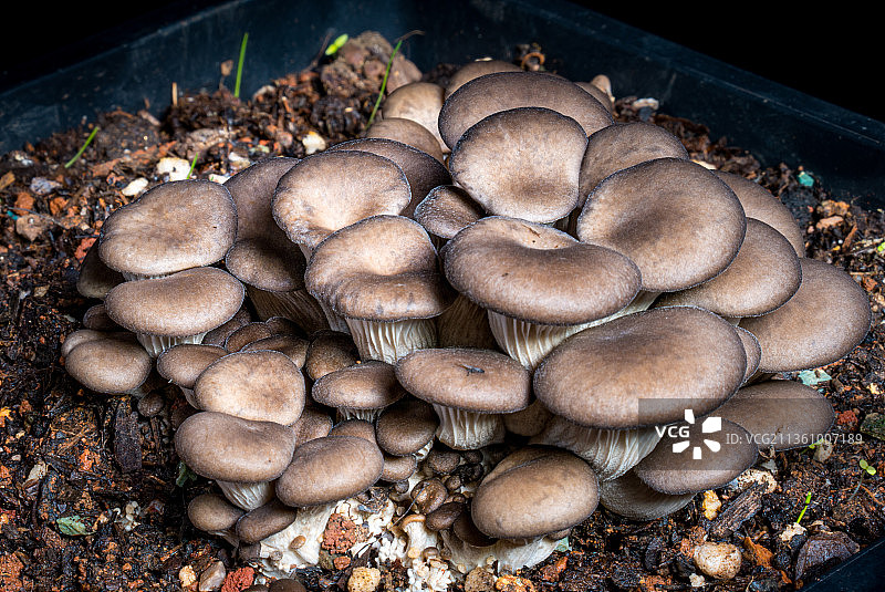 盆裁人工菌图片素材