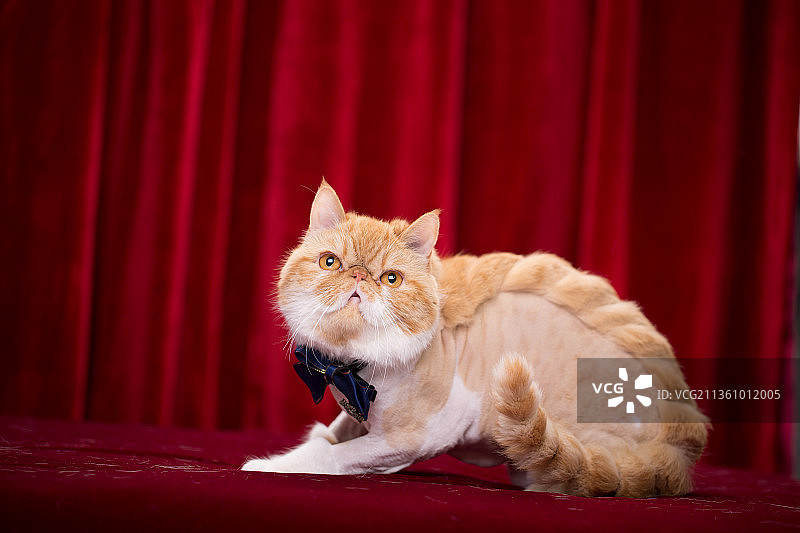 宠物加菲猫纯底设计素材模板图片素材