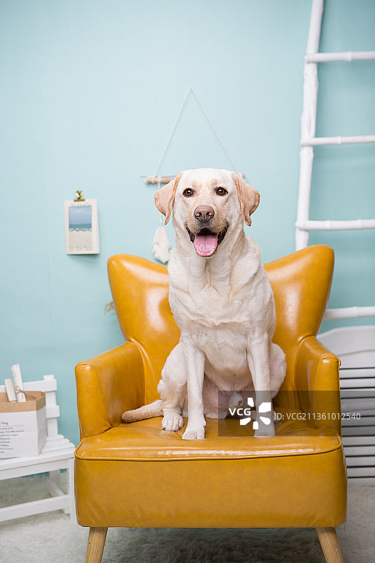 宠物拉布拉多纯底设计素材模板图片素材