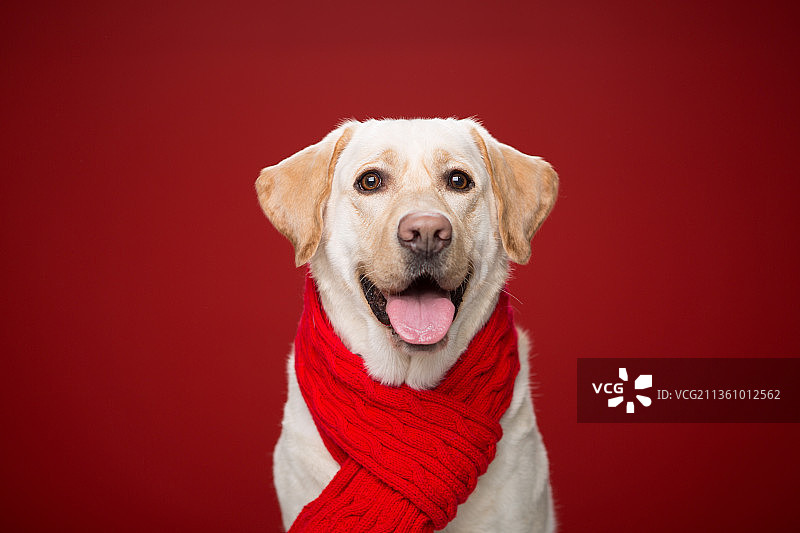 宠物拉布拉多纯底设计素材模板图片素材