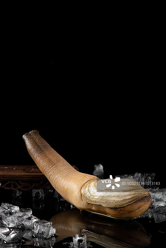 新鲜象拔蚌图片素材