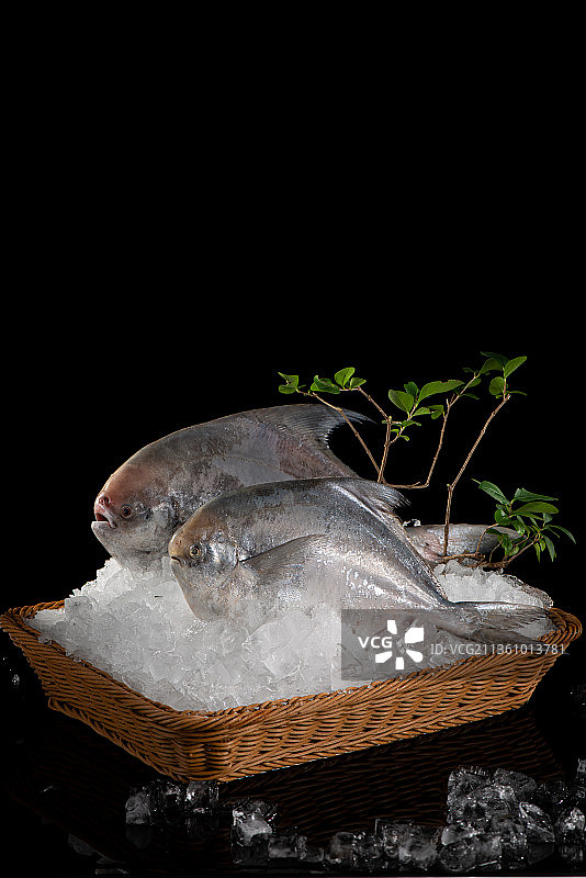 白鲳乌鳞鲳图片素材