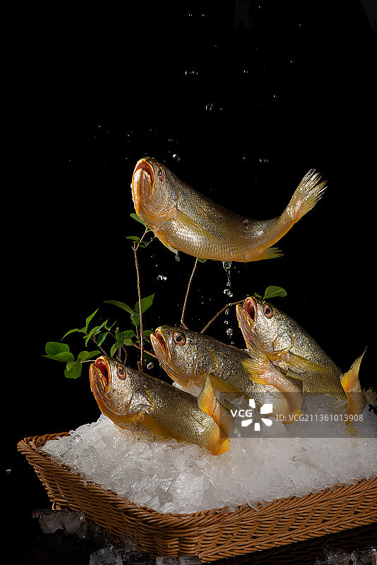 东海小黄鱼图片素材