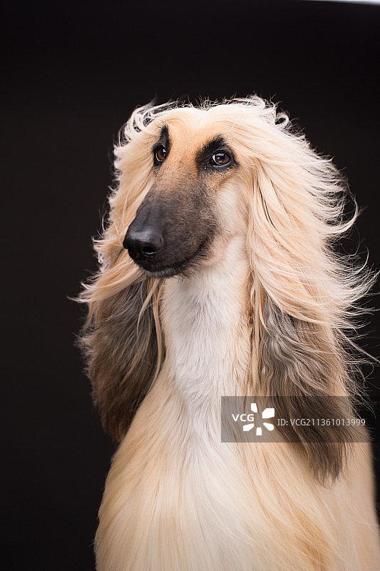 宠物阿富汗猎犬纯底设计素材模板图片素材