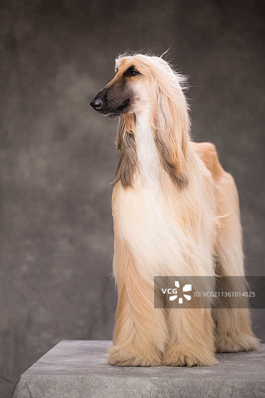 宠物阿富汗猎犬纯底设计素材模板图片素材