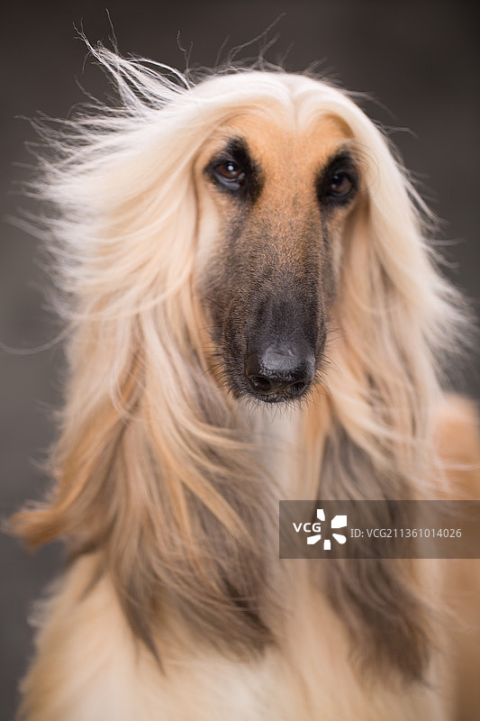 宠物阿富汗猎犬纯底设计素材模板图片素材