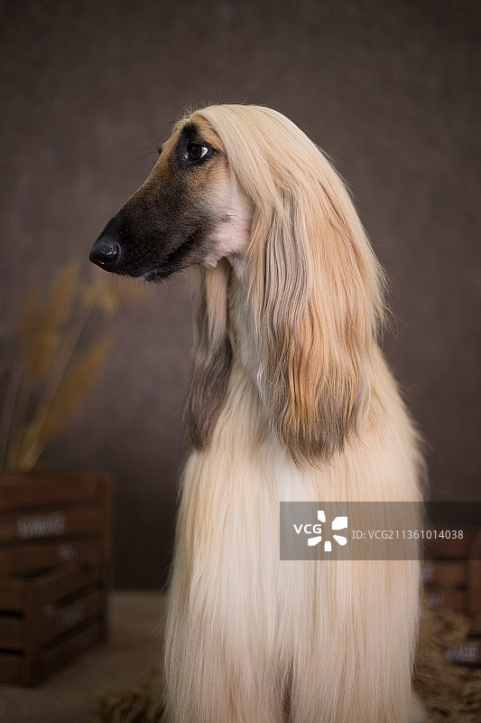 宠物阿富汗猎犬纯底设计素材模板图片素材