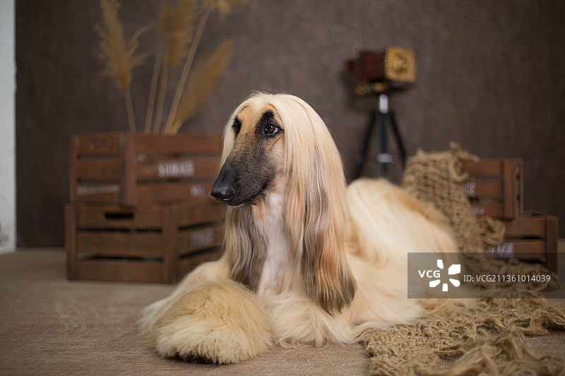 宠物阿富汗猎犬纯底设计素材模板图片素材