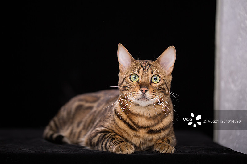 宠物豹猫纯底设计素材模板图片素材