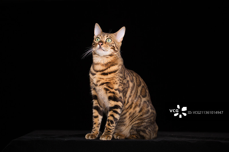 宠物豹猫纯底设计素材模板图片素材