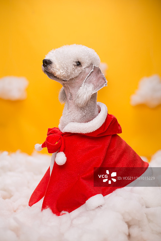 宠物贝灵顿纯底设计素材模板图片素材