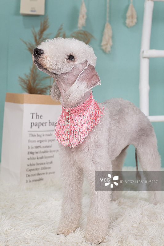 宠物贝灵顿纯底设计素材模板图片素材