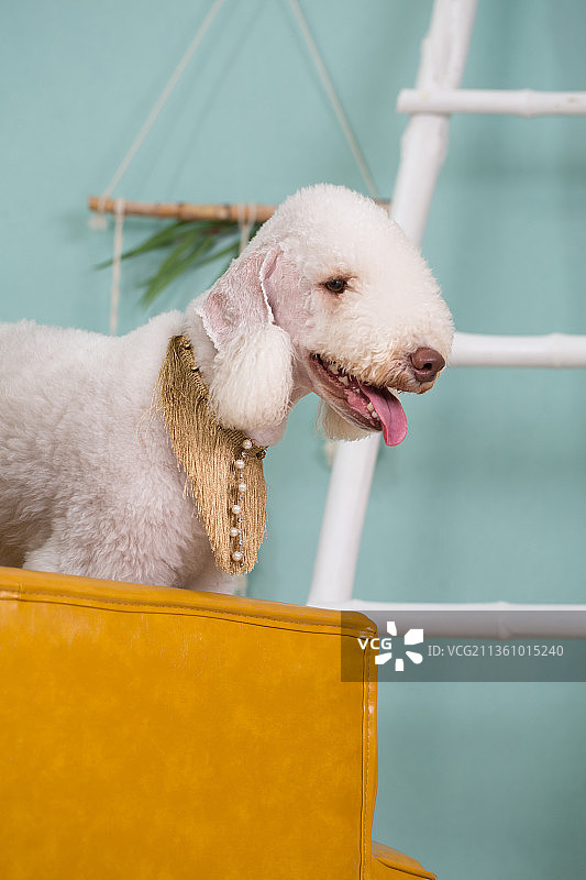 宠物贝灵顿纯底设计素材模板图片素材