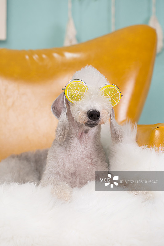 宠物贝灵顿纯底设计素材模板图片素材