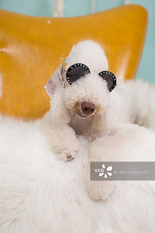 宠物贝灵顿纯底设计素材模板图片素材