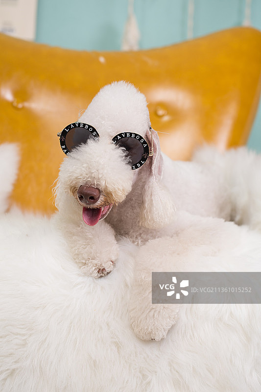 宠物贝灵顿纯底设计素材模板图片素材