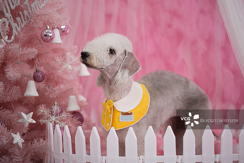 宠物贝灵顿纯底设计素材模板图片素材