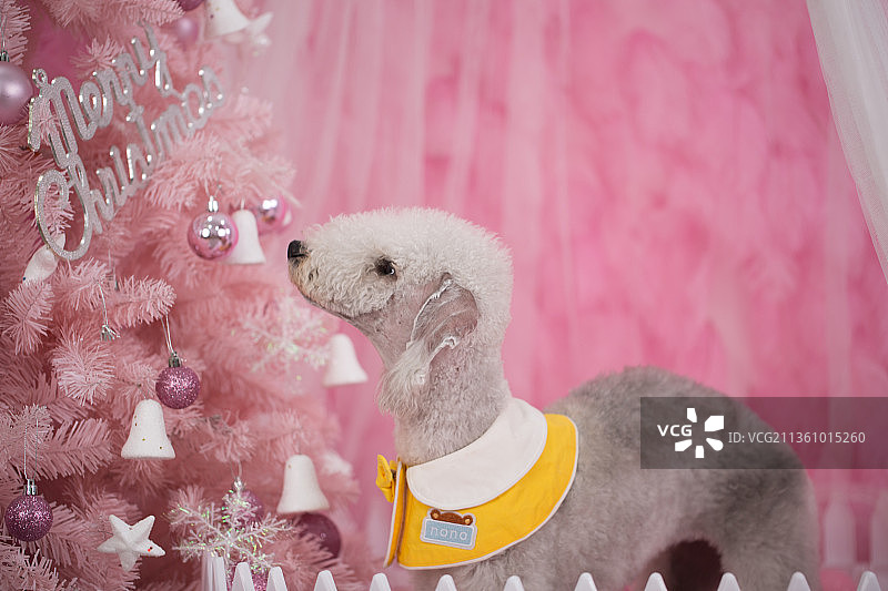 宠物贝灵顿纯底设计素材模板图片素材