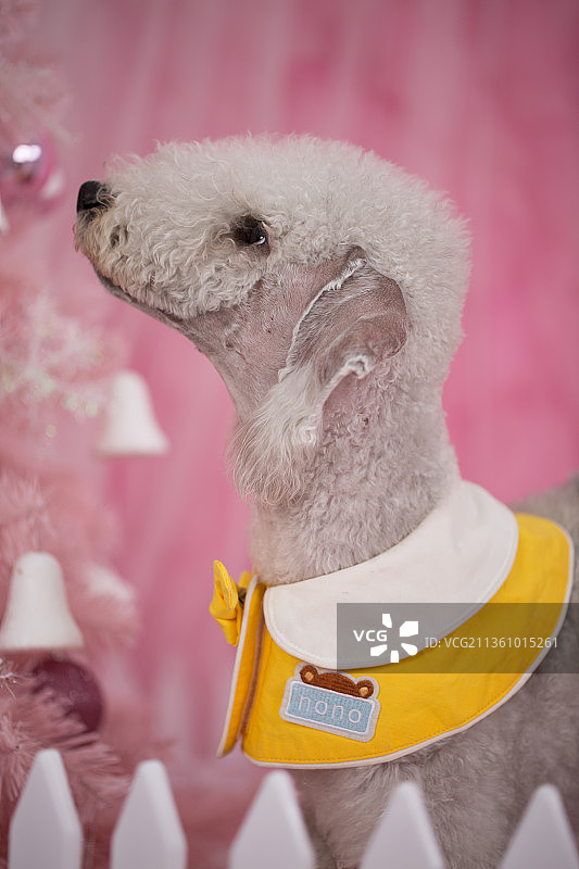 宠物贝灵顿纯底设计素材模板图片素材