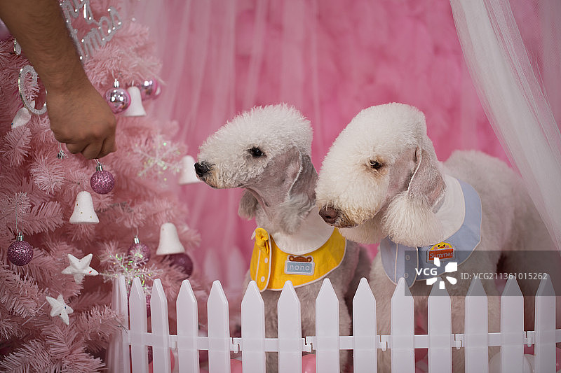 宠物贝灵顿纯底设计素材模板图片素材