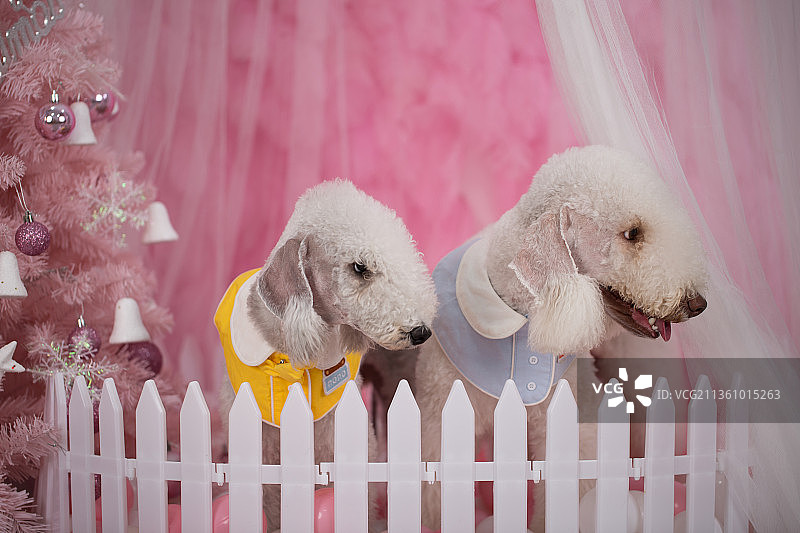 宠物贝灵顿纯底设计素材模板图片素材