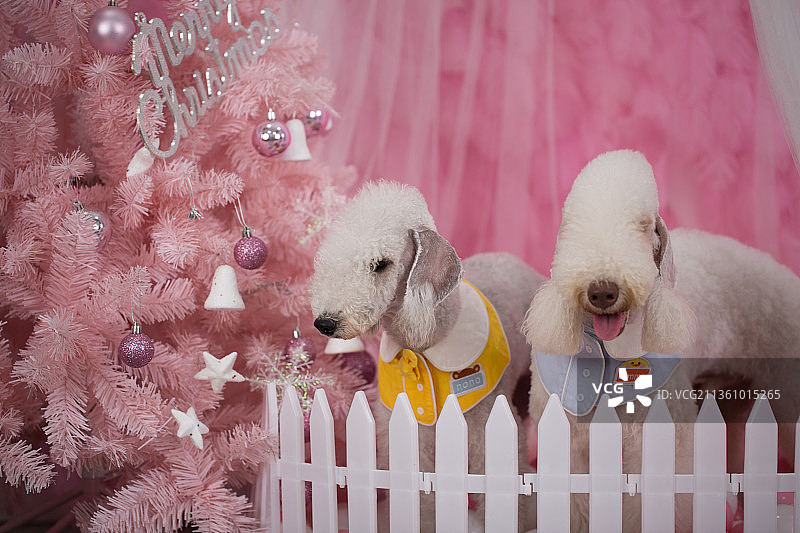 宠物贝灵顿纯底设计素材模板图片素材