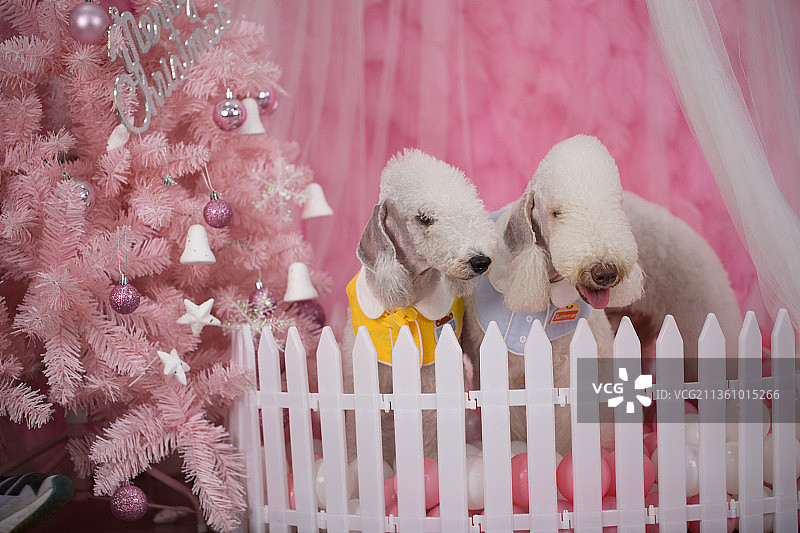 宠物贝灵顿纯底设计素材模板图片素材