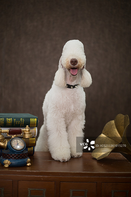 宠物贝灵顿纯底设计素材模板图片素材