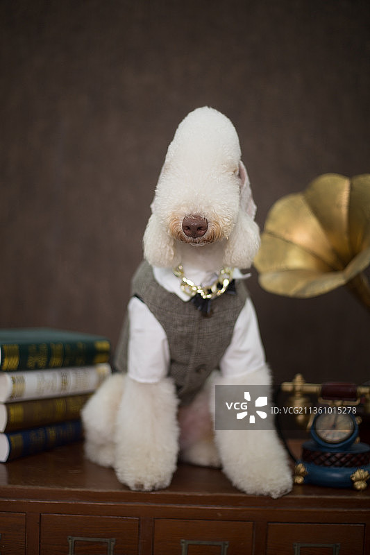 宠物贝灵顿纯底设计素材模板图片素材