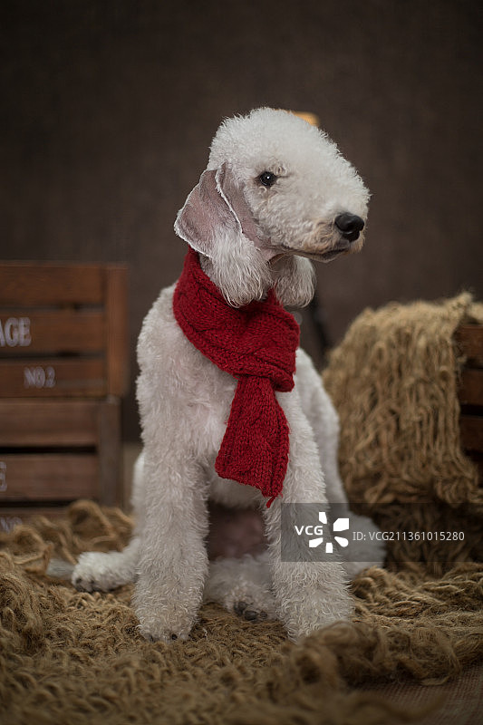 宠物贝灵顿纯底设计素材模板图片素材