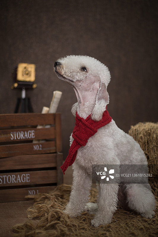 宠物贝灵顿纯底设计素材模板图片素材