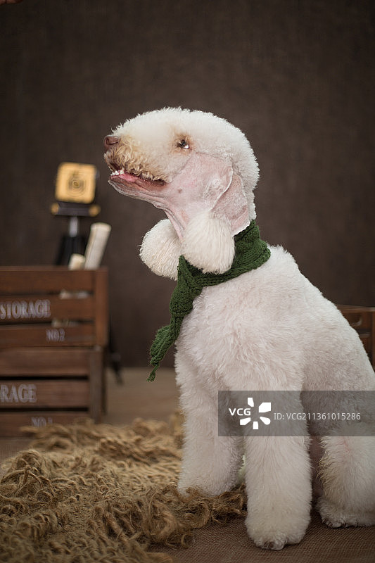 宠物贝灵顿纯底设计素材模板图片素材