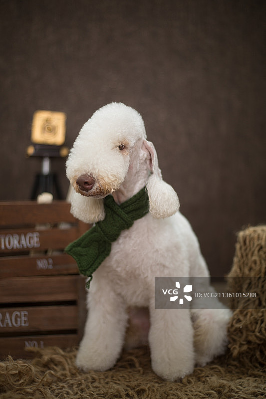 宠物贝灵顿纯底设计素材模板图片素材