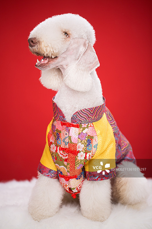 宠物贝灵顿纯底设计素材模板图片素材