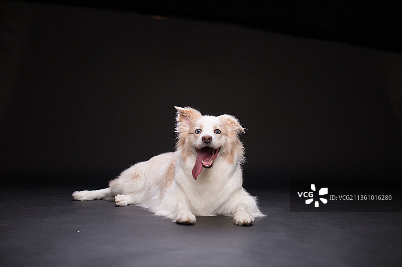 宠物边牧纯底设计素材模板图片素材