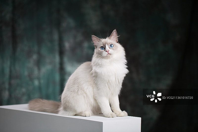 宠物布偶猫纯底设计素材模板图片素材