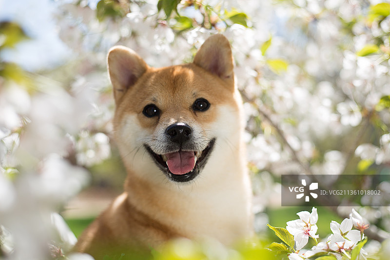 宠物柴犬纯底设计素材模板图片素材