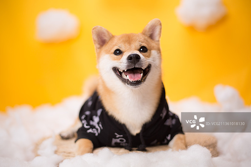 宠物柴犬纯底设计素材模板图片素材