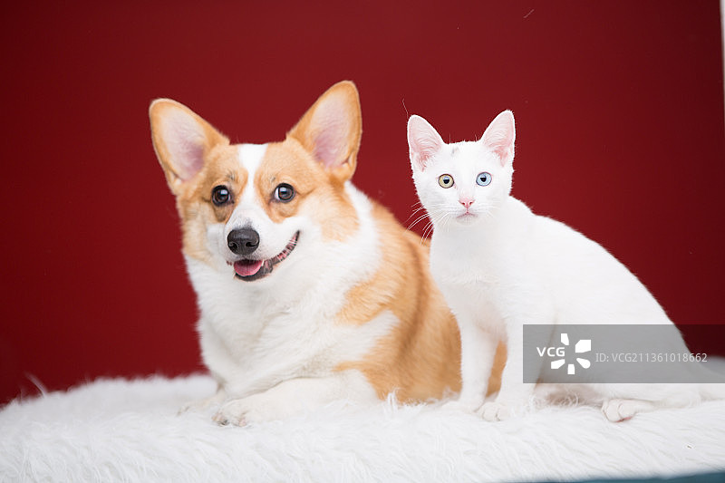 宠物纯底设计素材模板图片素材